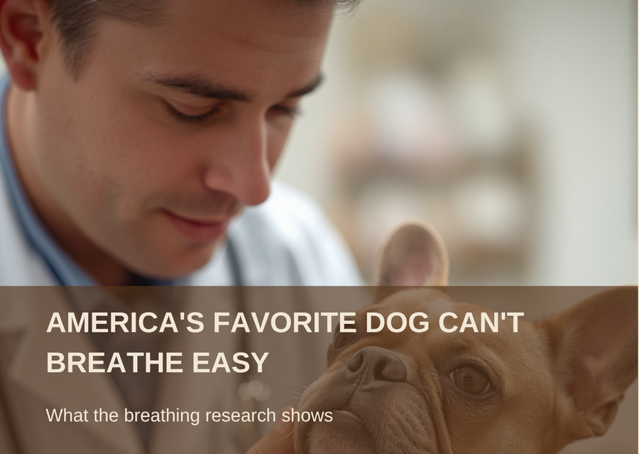America's Favorite Dog Can't Breathe Easy: a veterinarian examines a French Bulldog's face