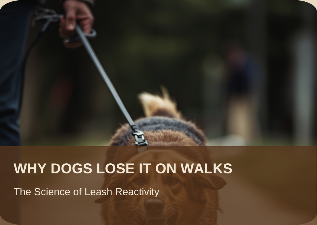 Why Dogs Lose It on Walks: The Science of Leash Reactivity