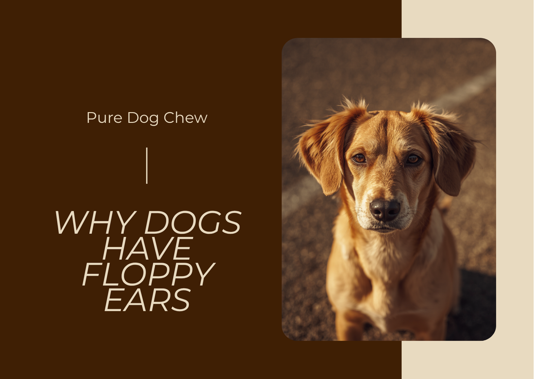 WHY DOGS HAVE FLOPPY EARS: The Science of Domestication