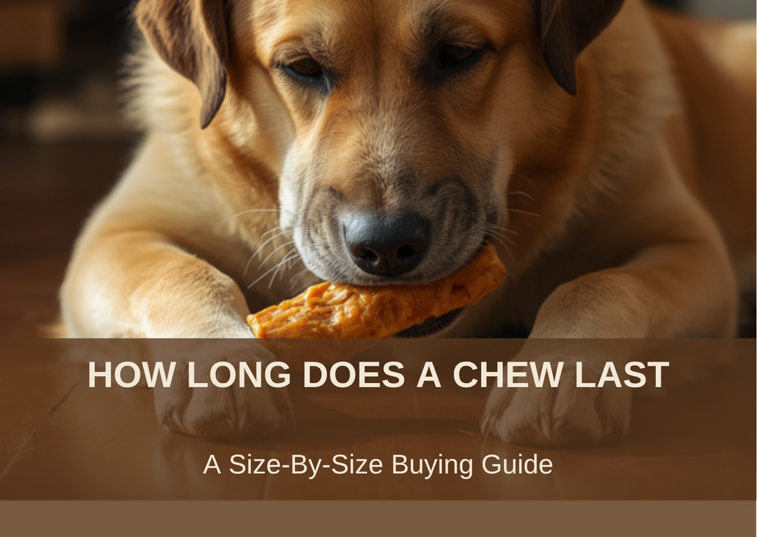 How Long Does a Chew Last, a size-by-size buying guide, dog chewing a yak cheese chew