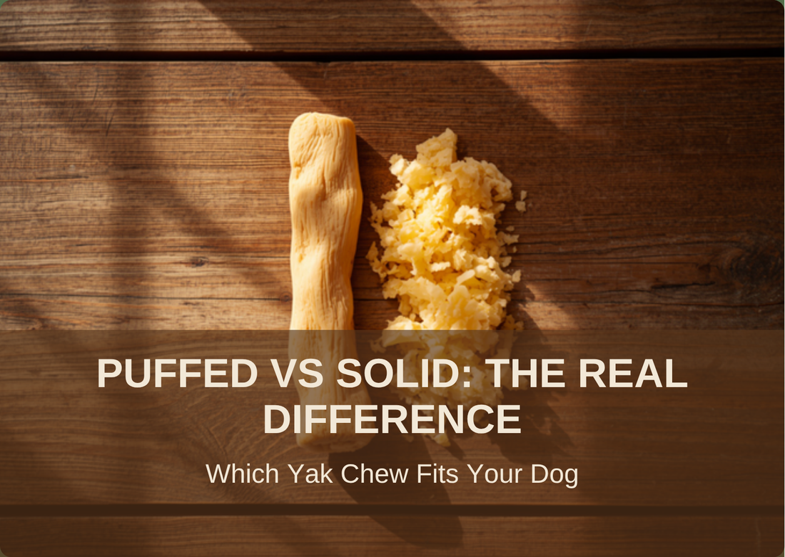 Puffed vs solid yak cheese chews side by side, illustrating the real difference between the two formats