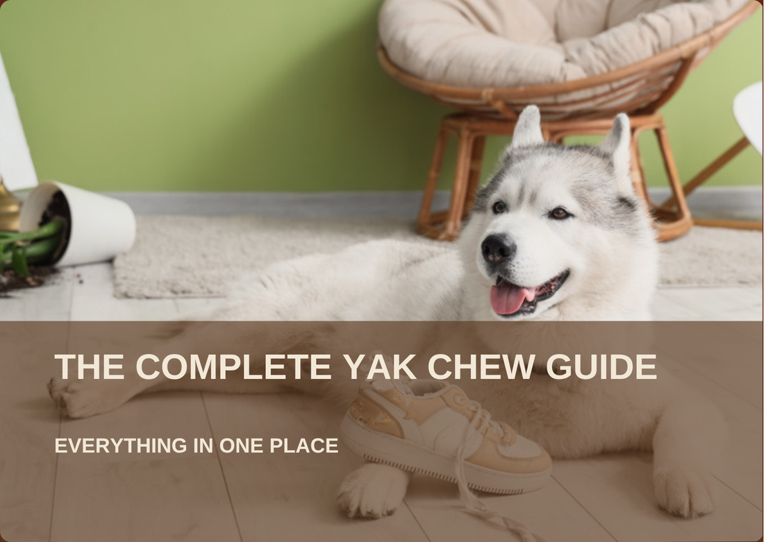 Dog lying relaxed at home, cover for the complete yak chew guide