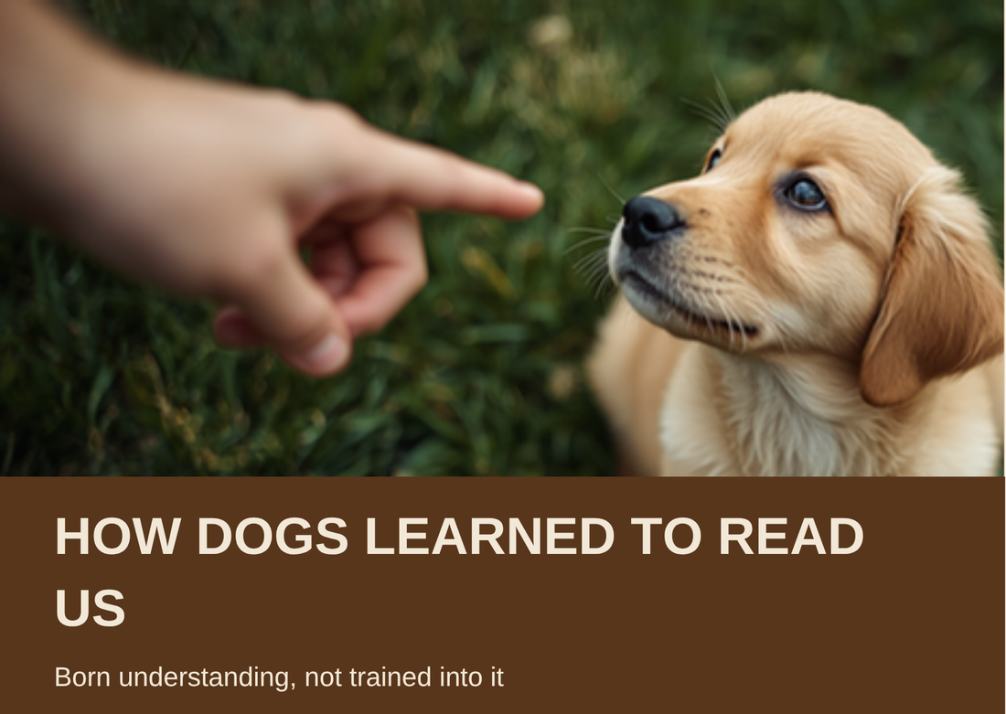 How Dogs Learned to Read Us