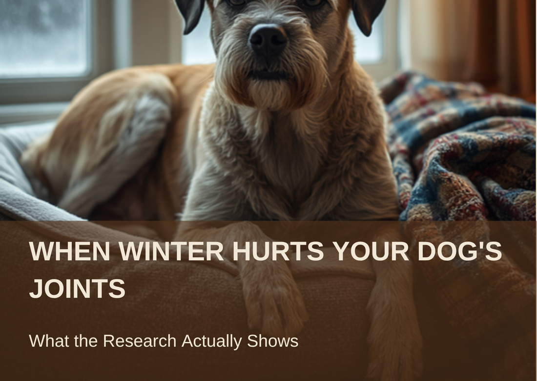 When Winter Hurts Your Dog's Joints - what the research actually shows
