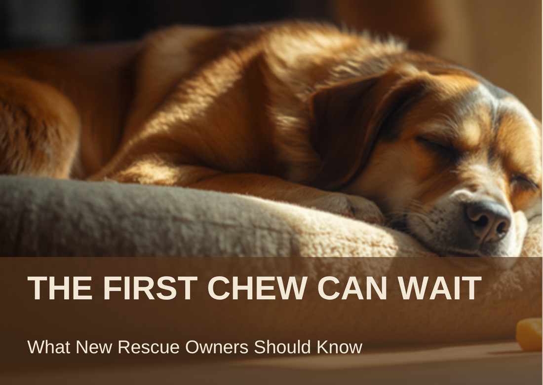 THE FIRST CHEW CAN WAIT: What New Rescue Owners Should Know