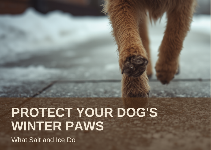Protect Your Dog's Winter Paws: What Salt and Ice Do