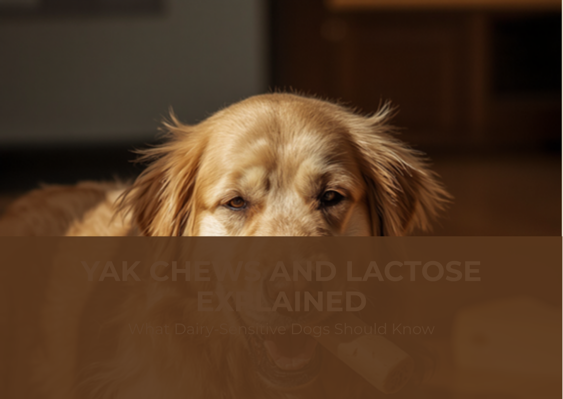 Yak Chews and Lactose Explained: What Dairy-Sensitive Dogs Should Know