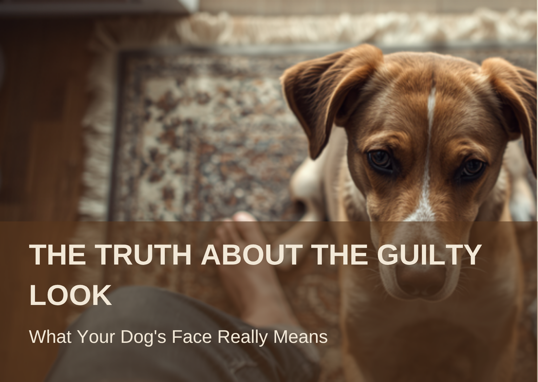 THE TRUTH ABOUT THE GUILTY LOOK - What Your Dog's Face Really Means