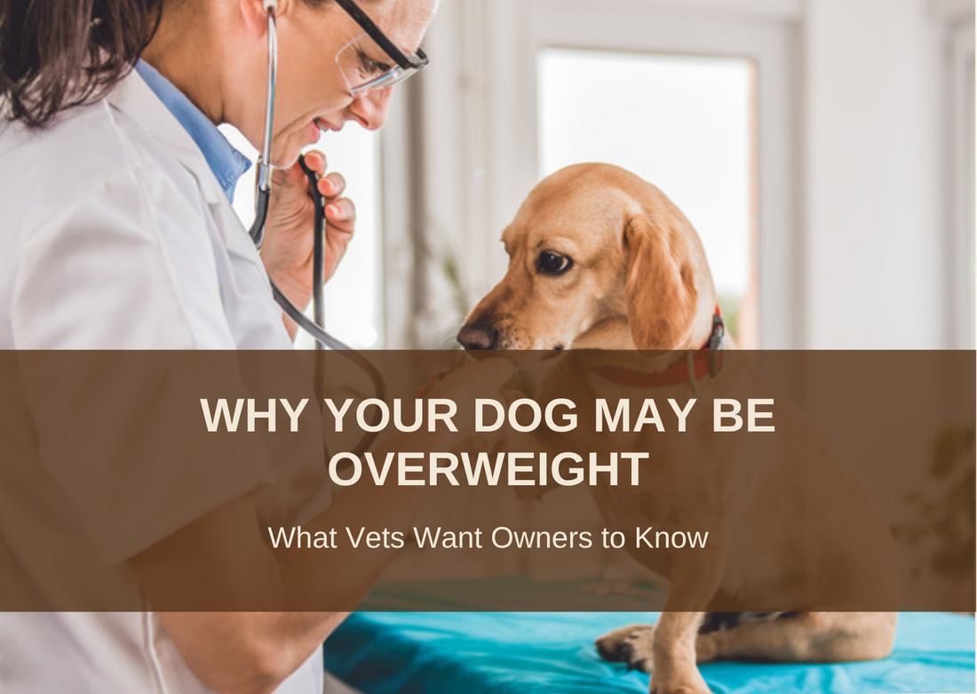WHY YOUR DOG MAY BE OVERWEIGHT - What Vets Want Owners to Know