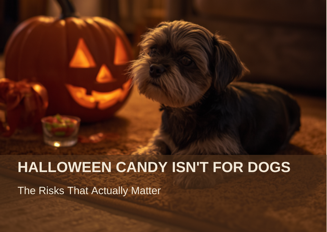 Halloween Candy Isn't for Dogs: The Risks That Actually Matter