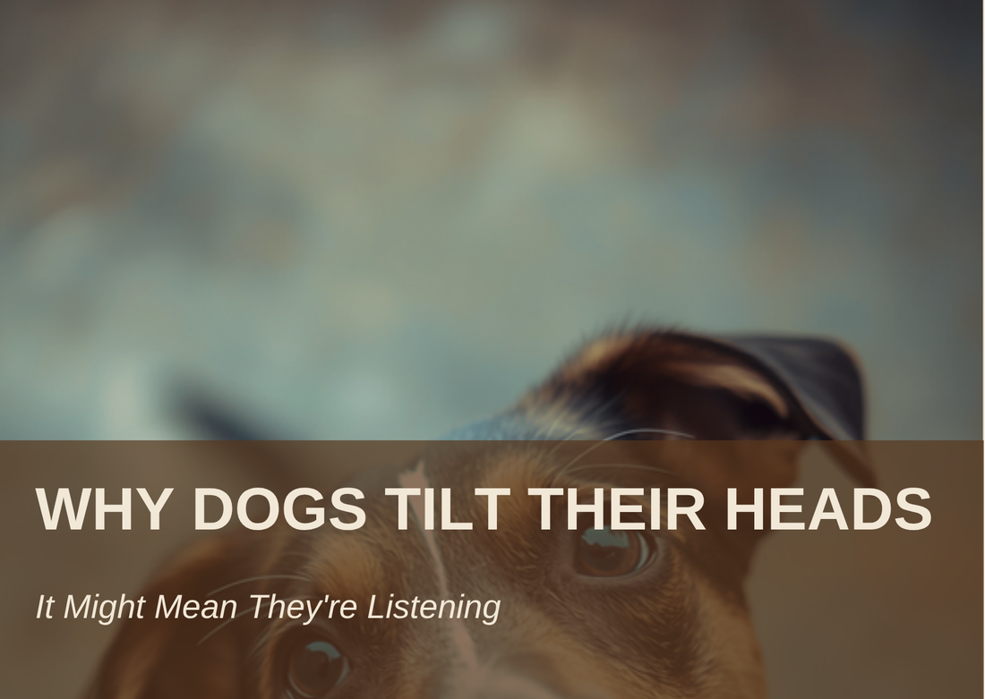 WHY DOGS TILT THEIR HEADS - It Might Mean They're Listening