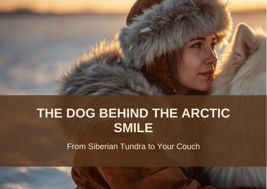THE DOG BEHIND THE ARCTIC SMILE - From Siberian Tundra to Your Couch