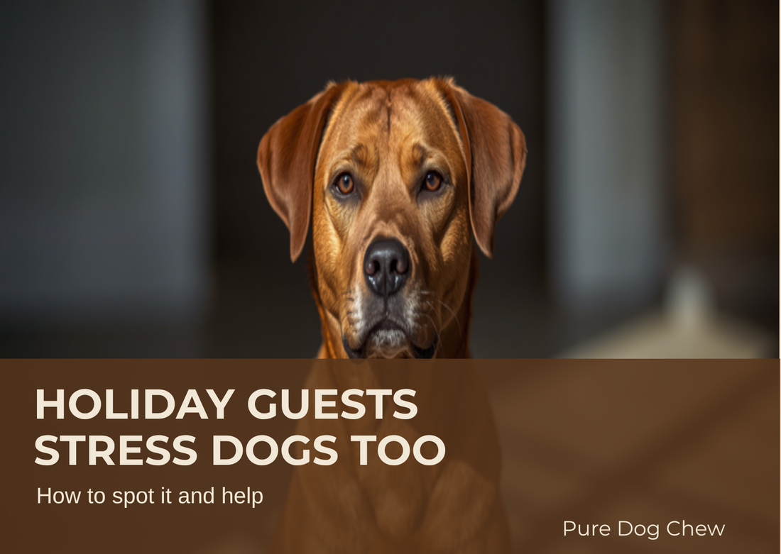 Holiday Guests Stress Dogs Too - How to spot it and help