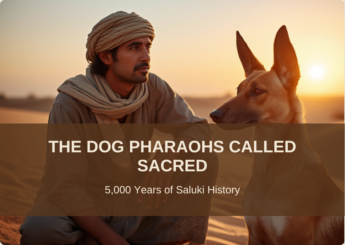 THE DOG PHARAOHS CALLED SACRED - 5,000 Years of Saluki History