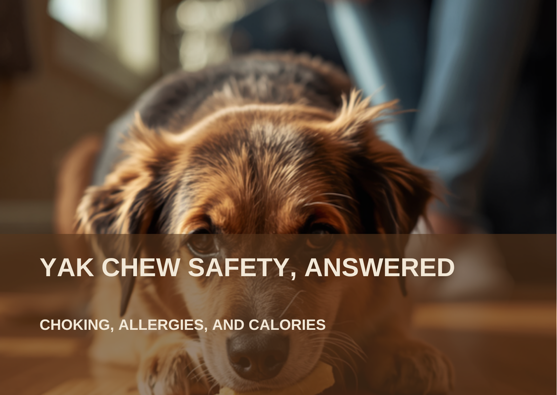 Yak Chew Safety, Answered: Choking, Allergies, and Calories