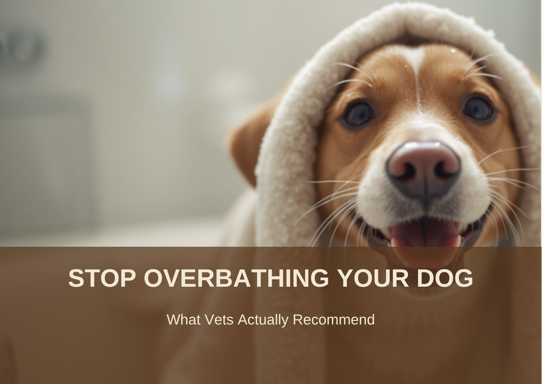 Stop overbathing your dog: what vets actually recommend