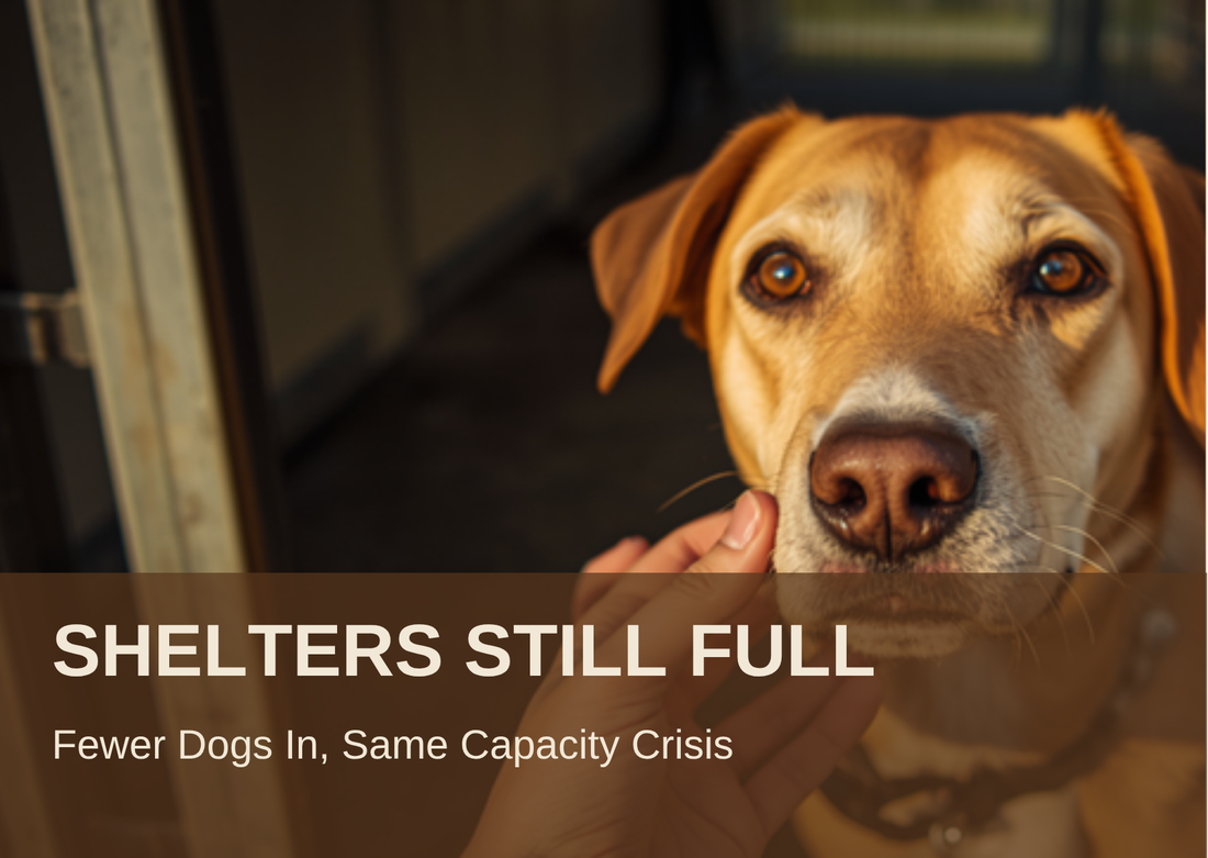 Shelters Still Full: fewer dogs in, same capacity crisis
