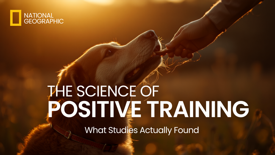 The Science of Positive Training - What Studies Actually Found