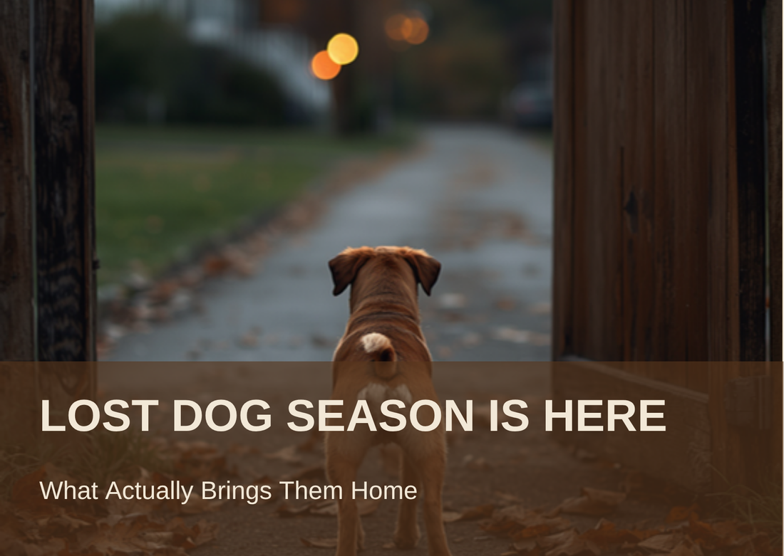 LOST DOG SEASON IS HERE: What Actually Brings Them Home