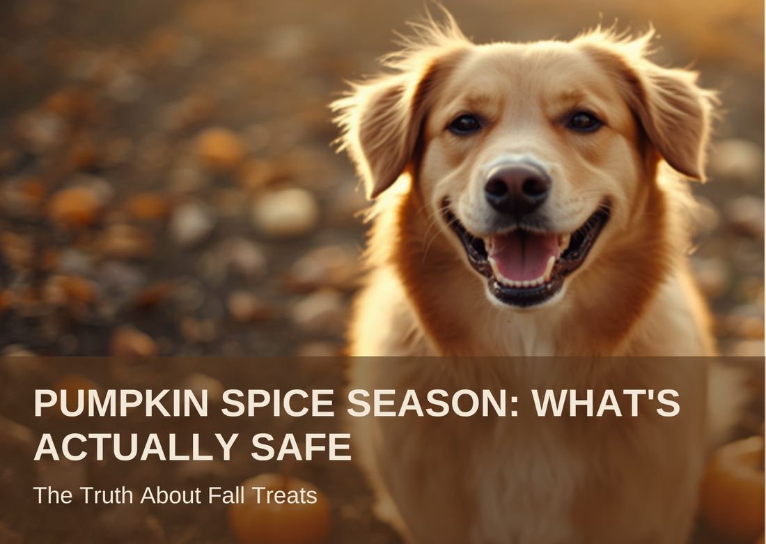 Pumpkin Spice Season: What's Actually Safe - a golden retriever sits among pumpkins in autumn light