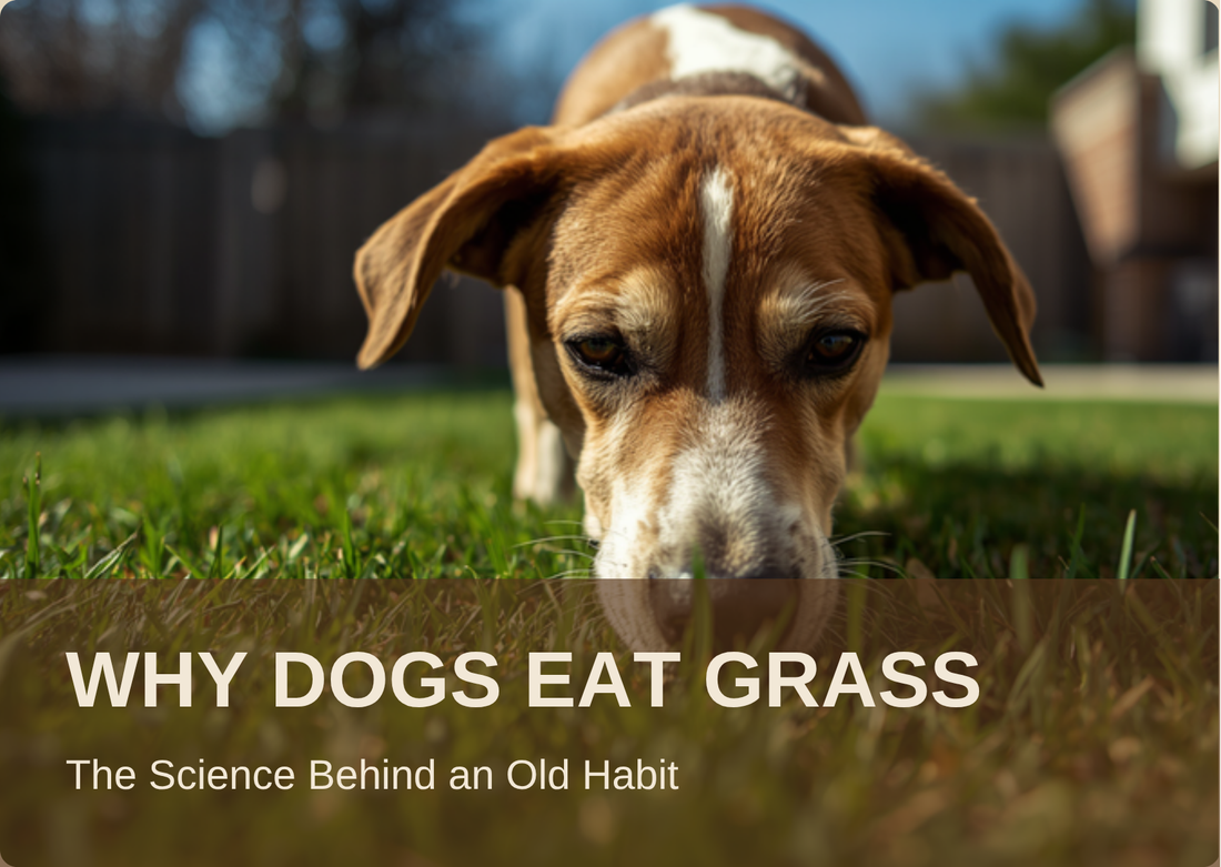 Why Dogs Eat Grass: The Science Behind an Old Habit
