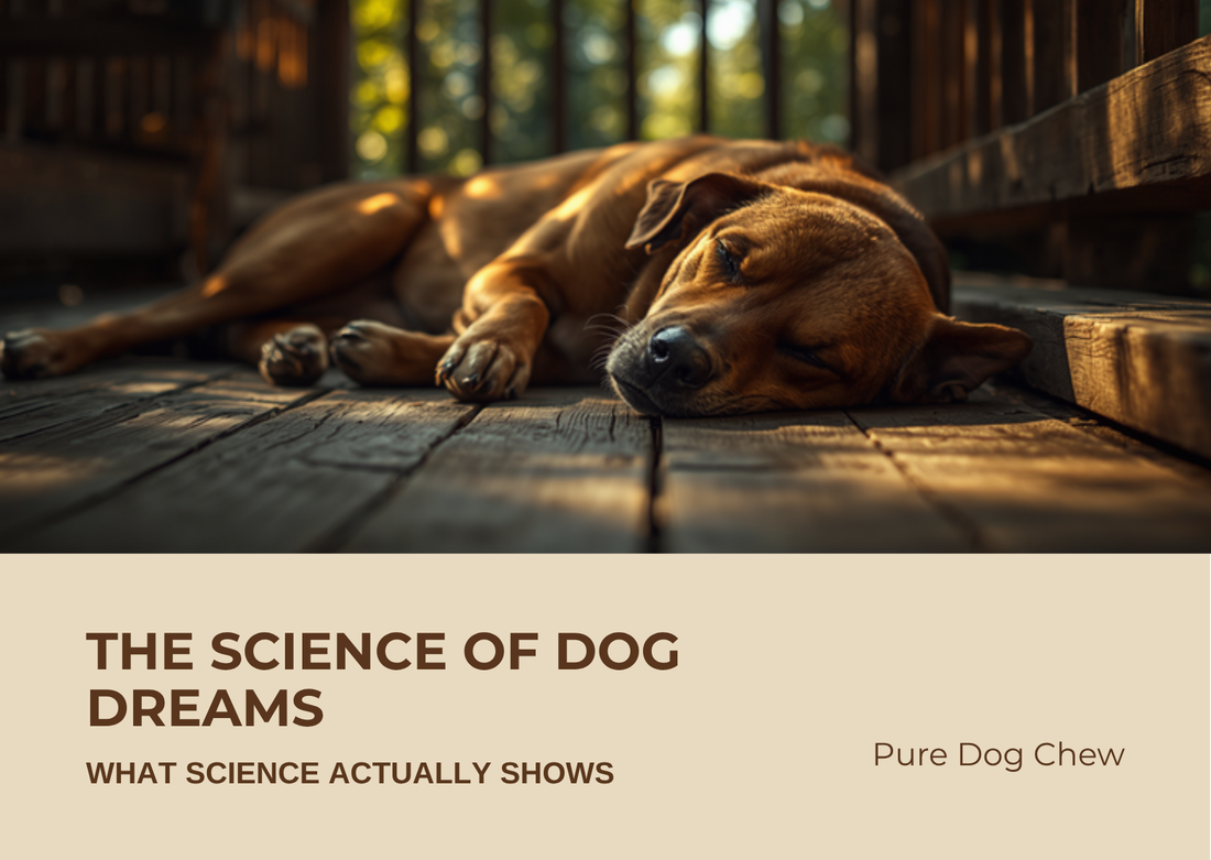 The Science of Dog Dreams: What Science Actually Shows