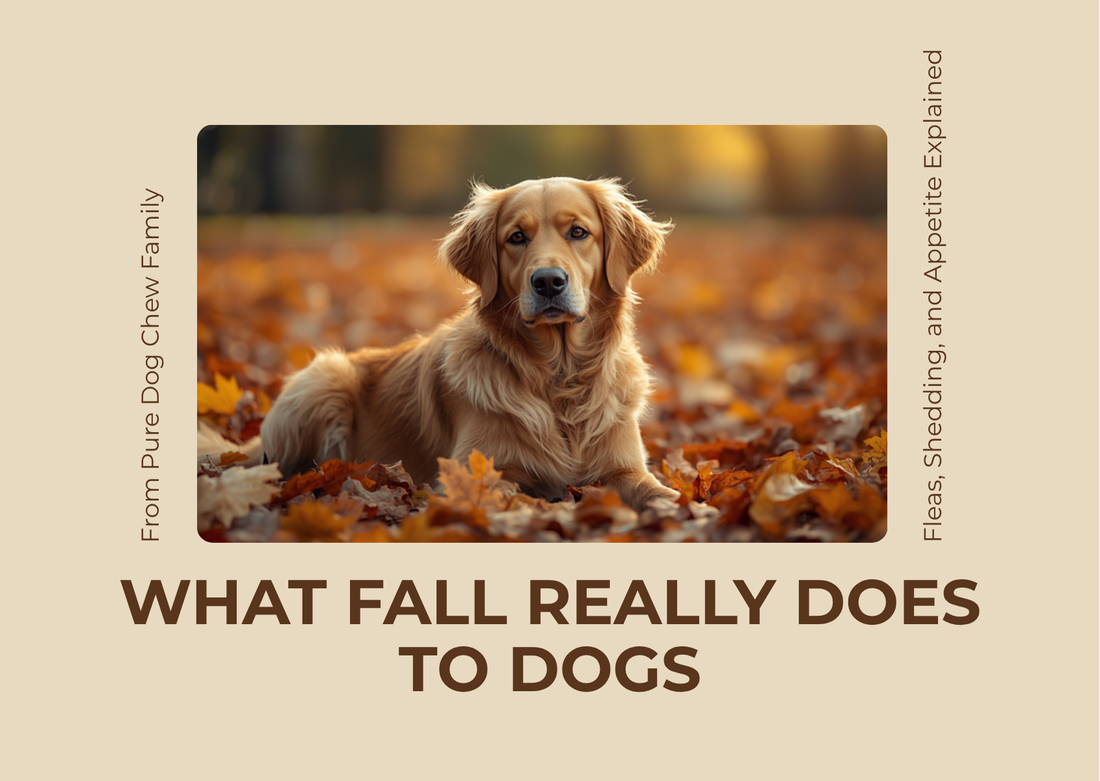 WHAT FALL REALLY DOES TO DOGS - a golden retriever sitting in autumn leaves