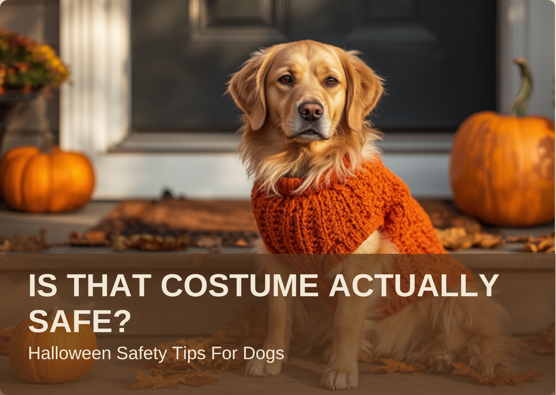 IS THAT COSTUME ACTUALLY SAFE? Halloween Safety Tips For Dogs