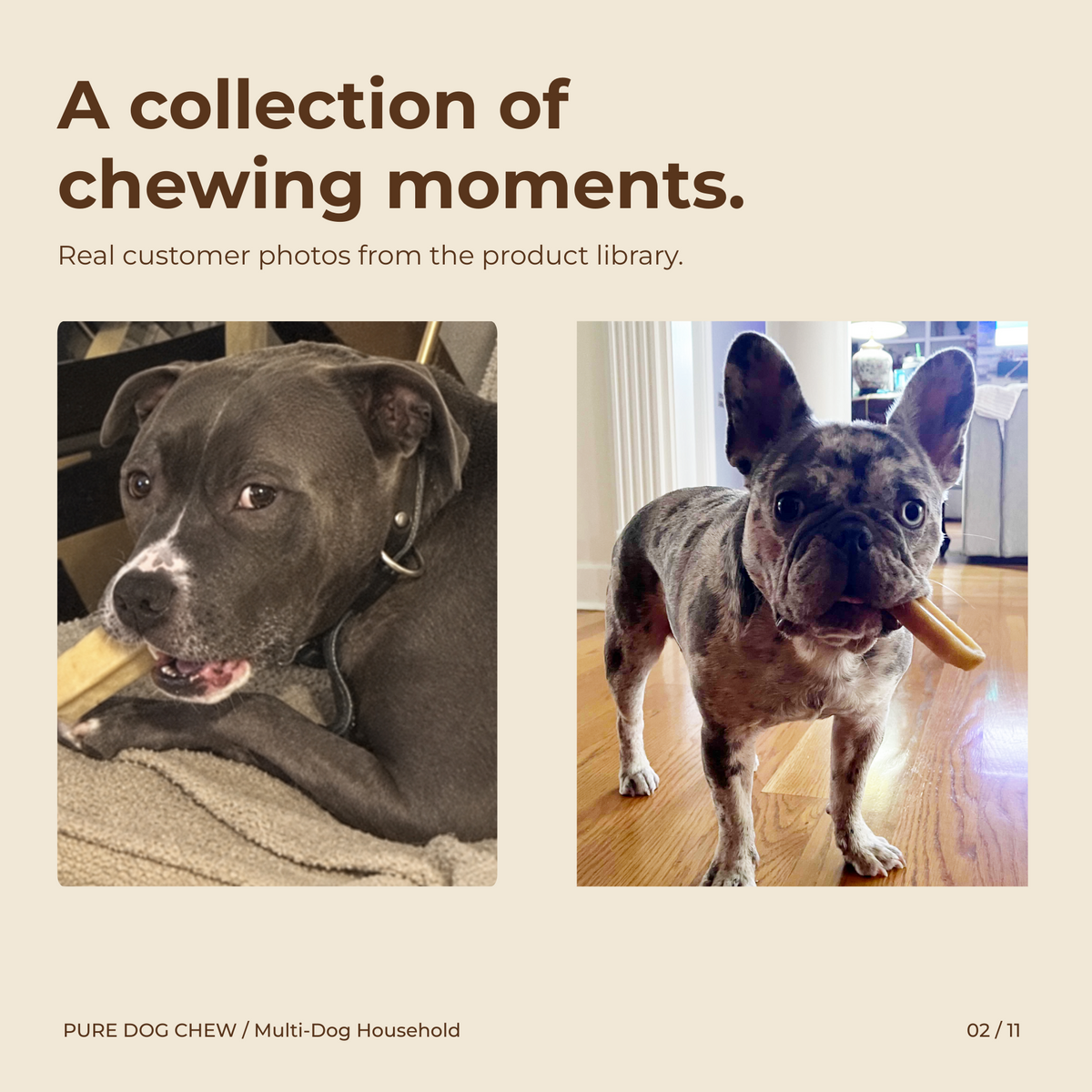 Multi-Dog Household Bundle