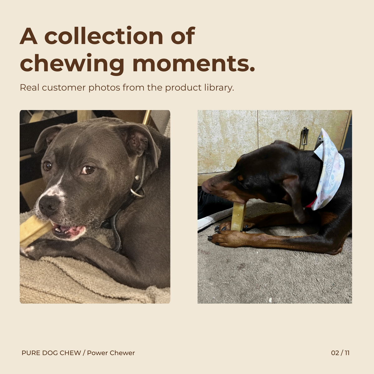 Power Chewer Stock-Up Bundle